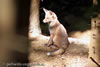 Junger Fuchs