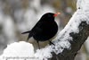 Amsel