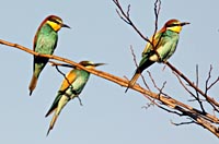 Natur-Tierfotografie